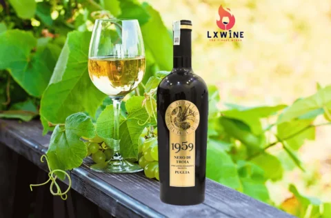 Vang Ý 1959 Nero Di Troia Puglia