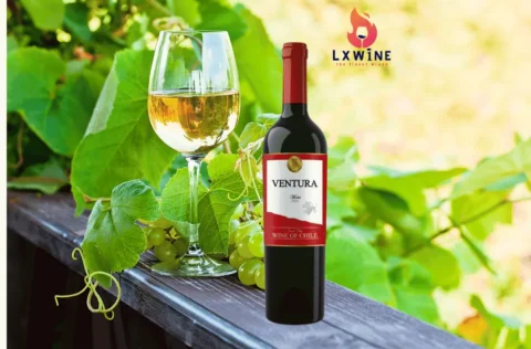 Rượu Vang ventura Cabernet sauvignon